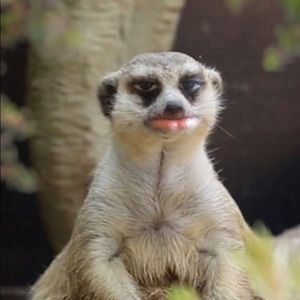 Meet your Posher, Dylan